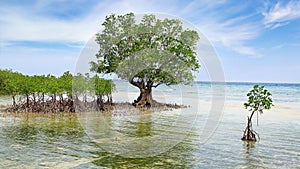 Mangrove tree. Siquijor island, Philippines