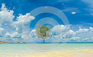 The mangrove tree alone in the sea