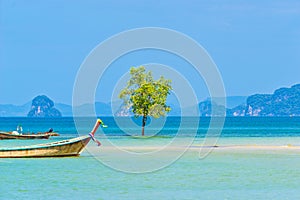 The mangrove tree alone in the sea