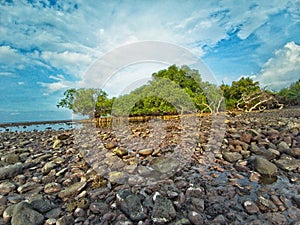 Mangrove tree at Utama Raya Beach