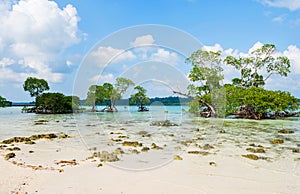 Mangrove tree and vast sea