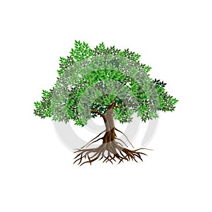 Mangrove tree vector illustration isolated. old tree vector..