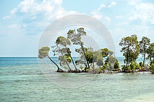 Mangrove tree at Vijaynagar beach at Havelock island