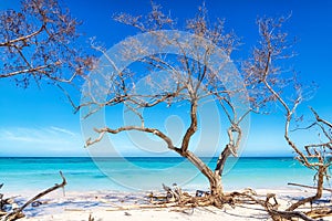 Mangrove tree on the white beach of Cayo Jutias, Cuba