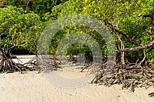 Mangrove treees in Mai Ngam beach, Surin island national park, Phang Nga, Thailand