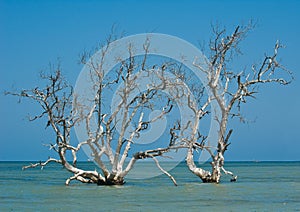 Árbol de mango árboles 