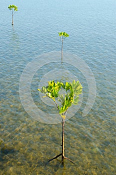 Mangrove Trees