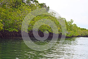 Mangrove Trees with Aerial Roots in Forest and Water Creek - Green Landscape - Baratang Island, Andaman Nicobar, India