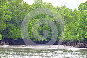 Mangrove Trees with Aerial Roots in Forest and Water Creek - Green Landscape - Baratang Island, Andaman Nicobar, India