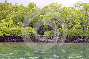 Mangrove Trees with Aerial Roots in Forest and Water Creek - Green Landscape - Baratang Island, Andaman Nicobar, India