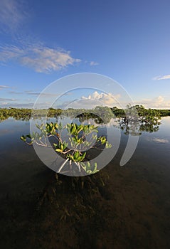 Mangrove trees of Barnes Sound, Florida.