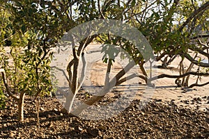 Mangrove trees on beach