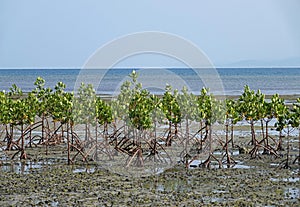 Mangrove trees on the beach of Beqa Island, Fiji