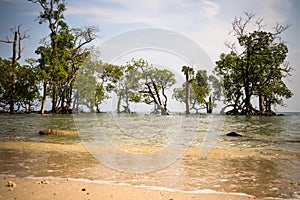 Mangrove trees on the beauty beach