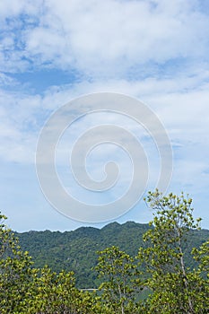 Mangrove trees with blue sky and mountain as a background, natural and relaxing theme