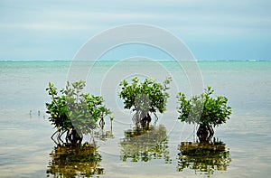 Mangrove Trees on Caribbean