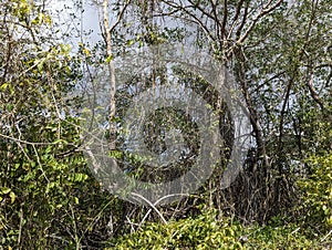 Mangrove Forest, Caroni Swamp, Trinidad and Tobago photo