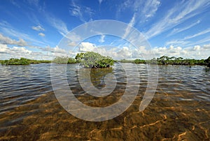 Mangrove trees and cloudscape in Barnes Sound, Florida.