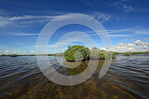 Mangrove trees and cloudscape in Barnes Sound, Florida.