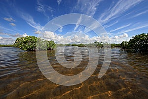 Mangrove trees and cloudscape in Barnes Sound, Florida.