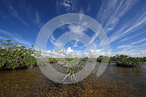 Mangrove trees and cloudscape in Barnes Sound, Florida.