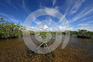 Mangrove trees and cloudscape in Barnes Sound, Florida.