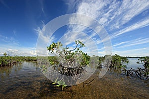 Mangrove trees and cloudscape in Barnes Sound, Florida.