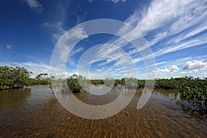 Mangrove trees and cloudscape in Barnes Sound, Florida.