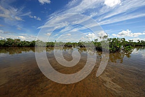 Mangrove trees and cloudscape in Barnes Sound, Florida.