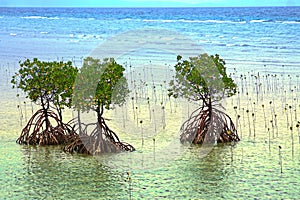 Mangrove trees at the coast