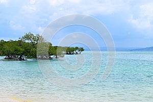 Mangrove Trees in Crystal Clear Transparent Blue Sea Water with Cloudy Sky - Neil Island, Andaman Nicobar Islands, India