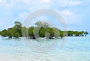 Mangrove Trees in Crystal Clear Transparent Blue Sea Water with Cloudy Sky - Neil Island, Andaman Nicobar Islands, India