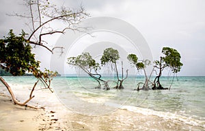 Mangrove Trees Emerald Green waters Andaman sea on Hazy Day photo