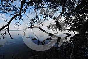 Mangrove trees in Everglades National Park, Florida.