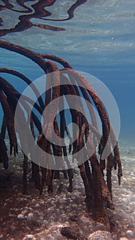 Mangrove trees and forest of indonesia sunny day underwater roots small fish