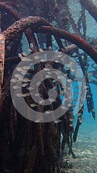 Mangrove trees and forest of indonesia sunny day underwater roots small fish