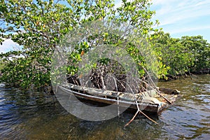Mangrove trees growing in abandoned boat in Barnes Sound, Florida.