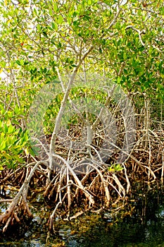 Mangrove trees growing in tropical mangrove swamp