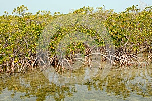 Mangrove trees growing in tropical mangrove swamp