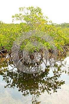 Mangrove trees growing in tropical mangrove swamp