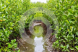 Mangrove trees near the sea