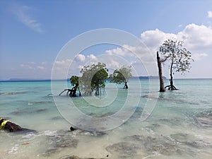 The mangrove trees  of neil iland  of laxaman pur beach  andaman nikobar iland with  an ocean background.