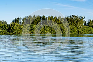 Mangrove trees and other vegetation growing on the edge of Marapendi Lagoon, in Barra da Tijuca, Rio de Janeiro