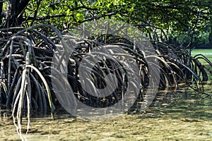 Mangrove Trees, Philippines