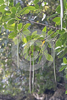 Mangrove Trees, Philippines