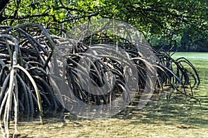 Mangrove Trees, Philippines