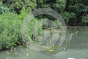 Mangrove trees planting.