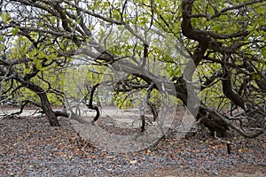 Mangrove trees, Playa Espumilla, Santiago Island, Galapagos Islands photo