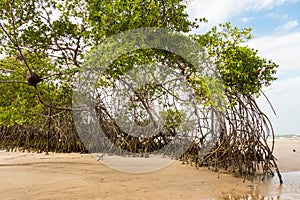 Mangrove Trees photo