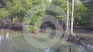 Mangrove trees`s root at coastal.